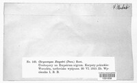 Chrysomyxa empetri image